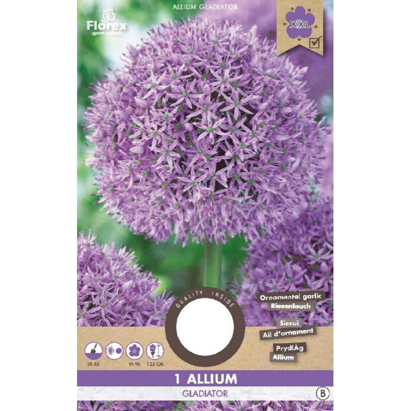 Allium Gladiator 18/20  1pc.