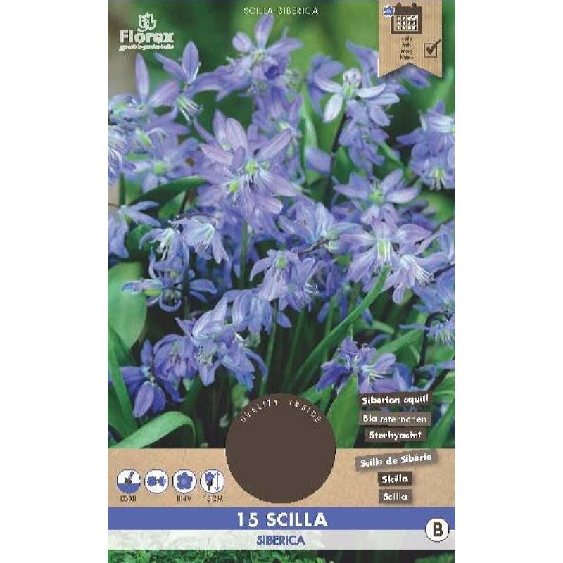 Scilla Siberica  7/8 15pcs.