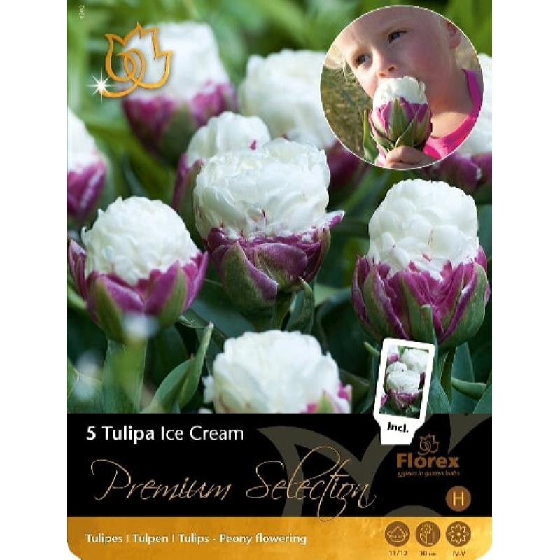 Premium Tulp Ice Cream 11/12 5pcs.