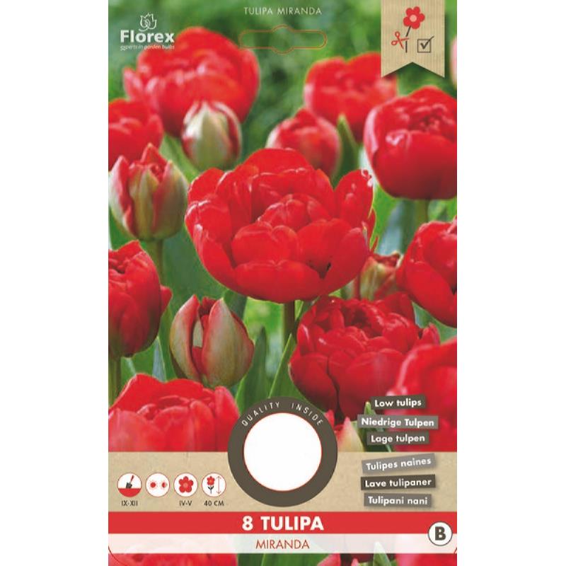 Tulp Viking Miranda 11/12  8st.