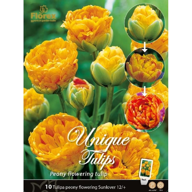 Unique Bulbs Tulp Sunlover 11/12 10st.