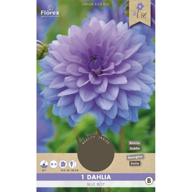 Dahlia Decoratief Blue Boy 1st.