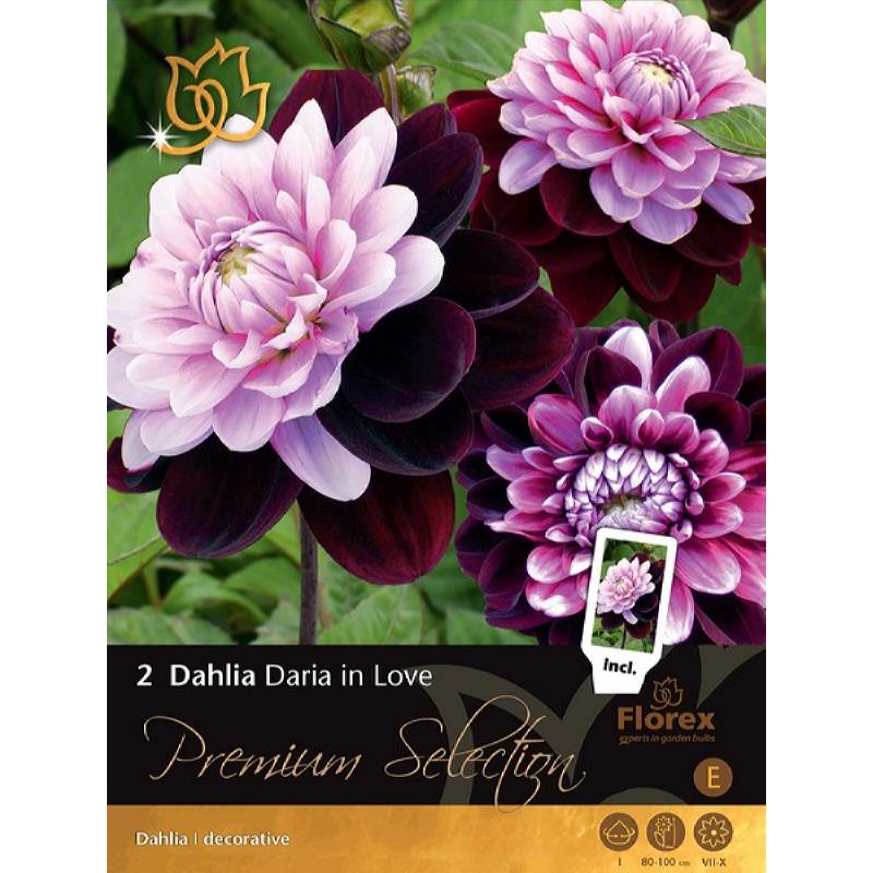 Premium Dahlia Decoratief Daria in Love 2st.