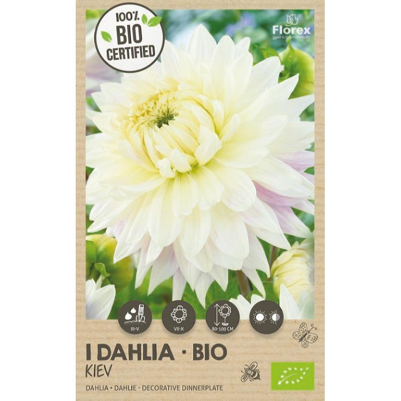 Bio Dahlia Kiev XXL 1pc.