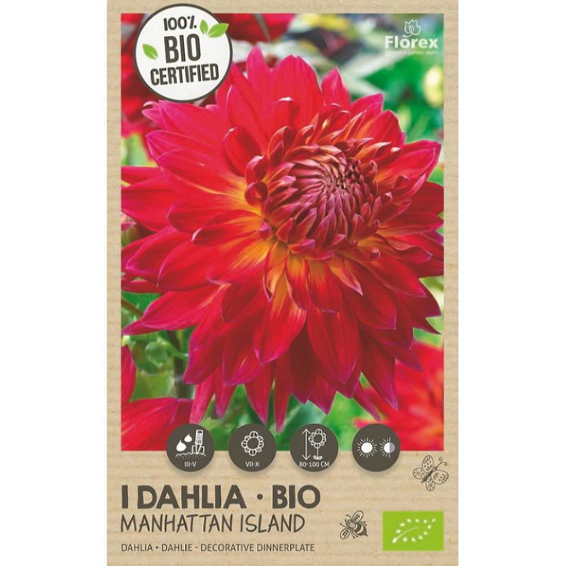 Bio Dahlia Manhattan Island XXL 1pc.