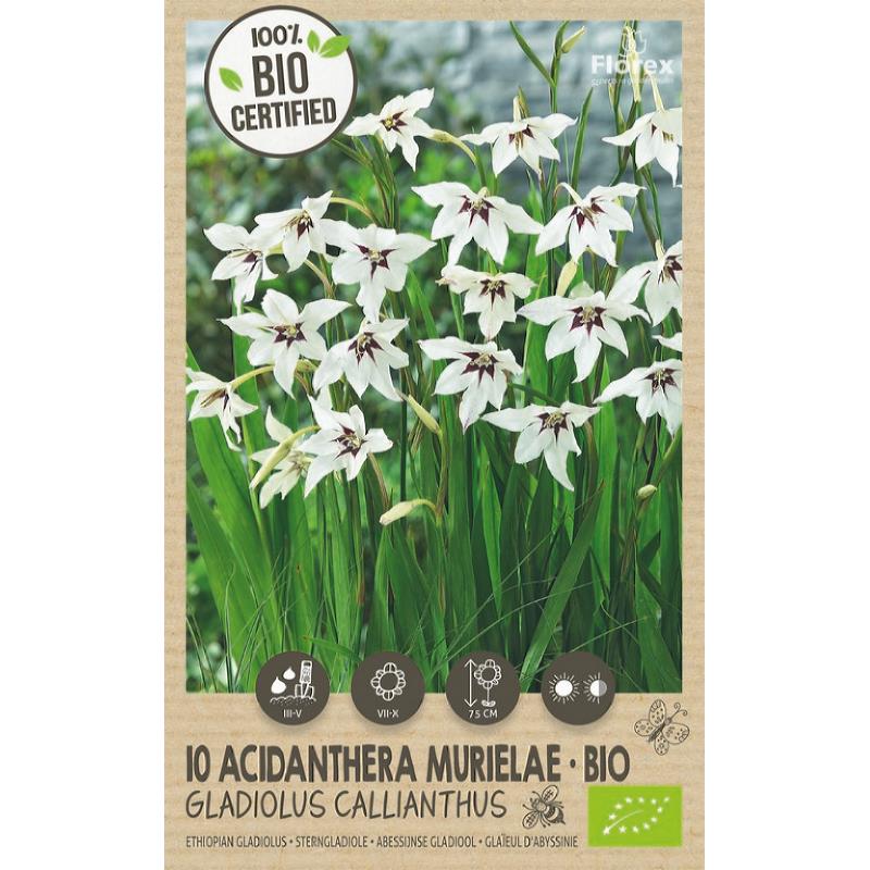 Bio Acidanthera-Gladiolus Callianthus 10pcs.
