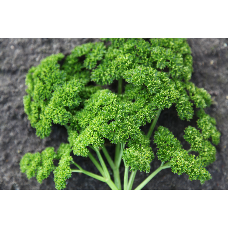 Horti Tops® Parsley Bravour, Moss Curled