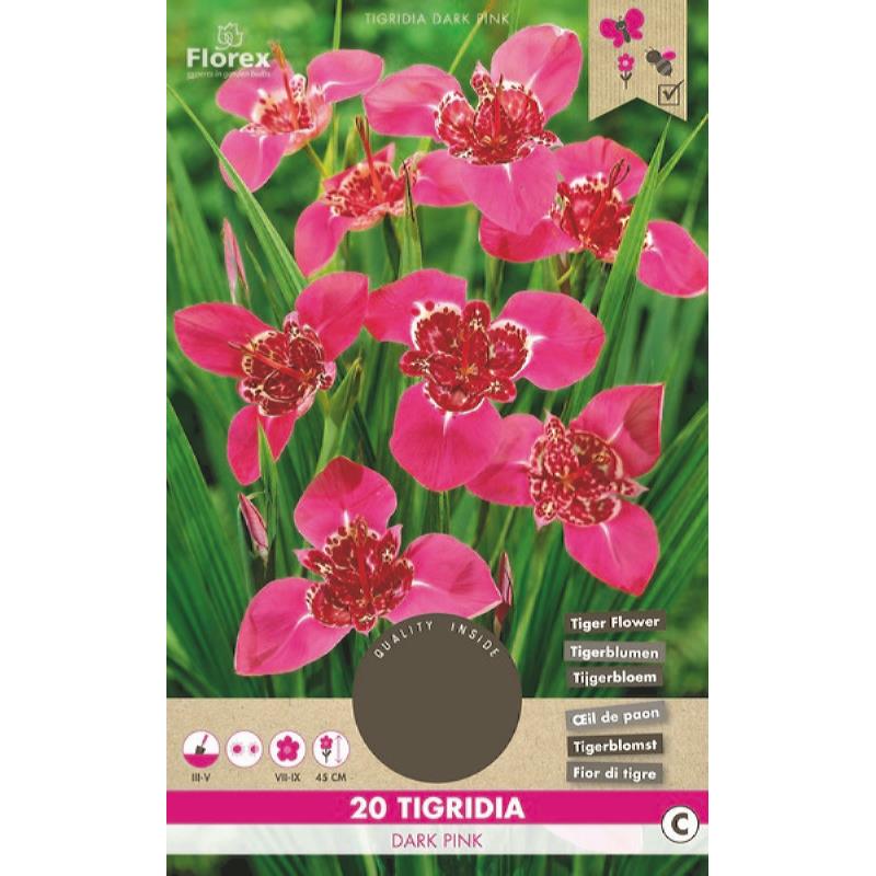 Tigridia Darkpink 20pcs.
