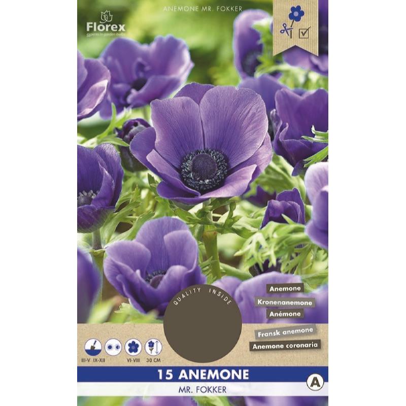 Anemone Mr. Fokker Blauw 5/6 15st.