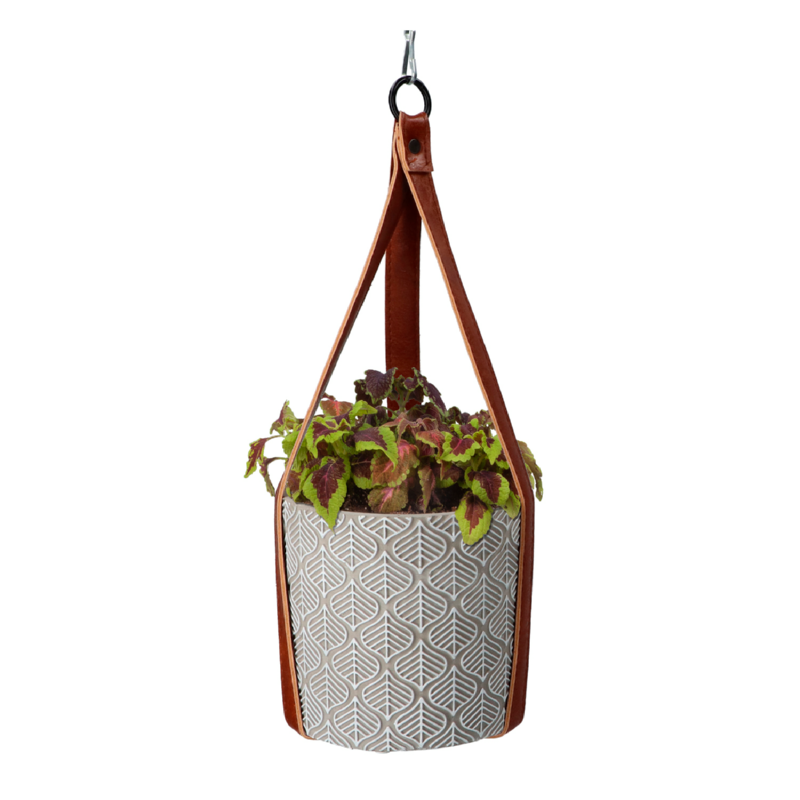 Buzzy® House Plants Coleus + hanging flower pot