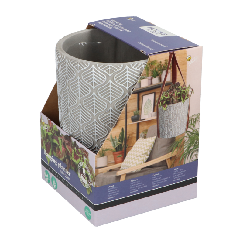 Buzzy® House Plants Coleus + hanging flower pot