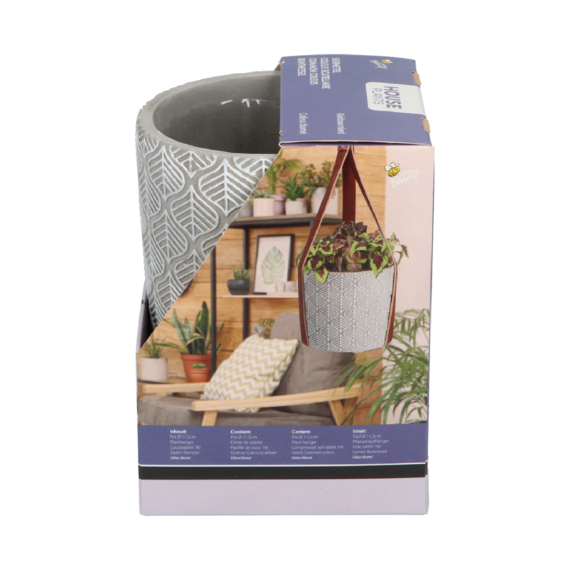 Buzzy® House Plants Coleus + hanging flower pot