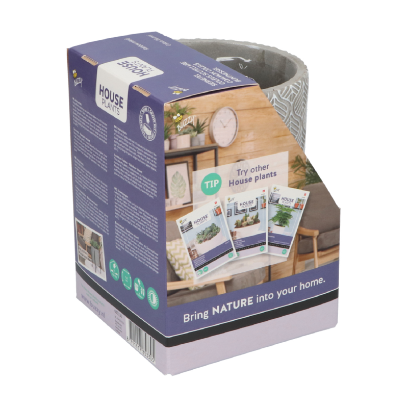 Buzzy® House Plants Coleus + hanging flower pot