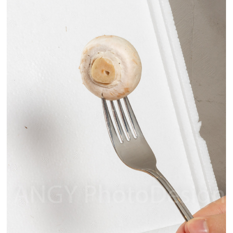 Mini Champ Home Growing White mushrooms