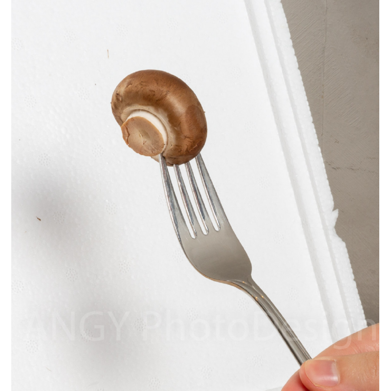 Mini Champ Home Growing Braun mushrooms