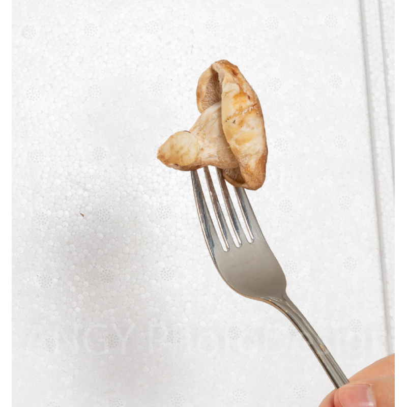 Mini Champ Home Growing Grey Oyster Mushrooms