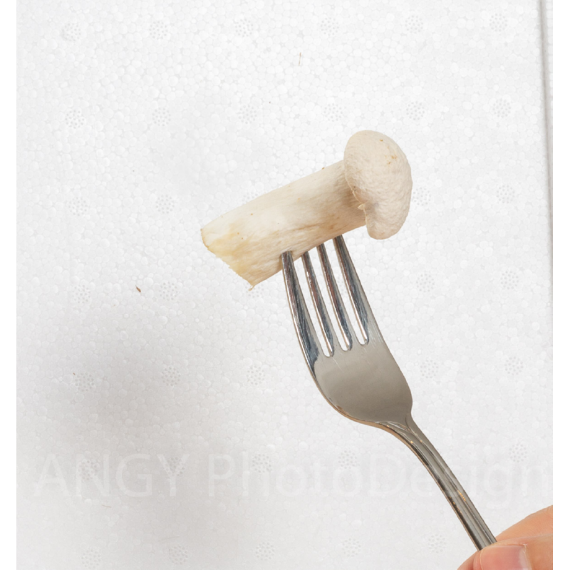 Mini Champ Home Growing King Oyster Mushrooms