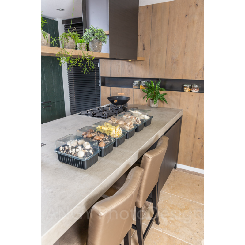 Mini Champ Home Growing display Mushrooms