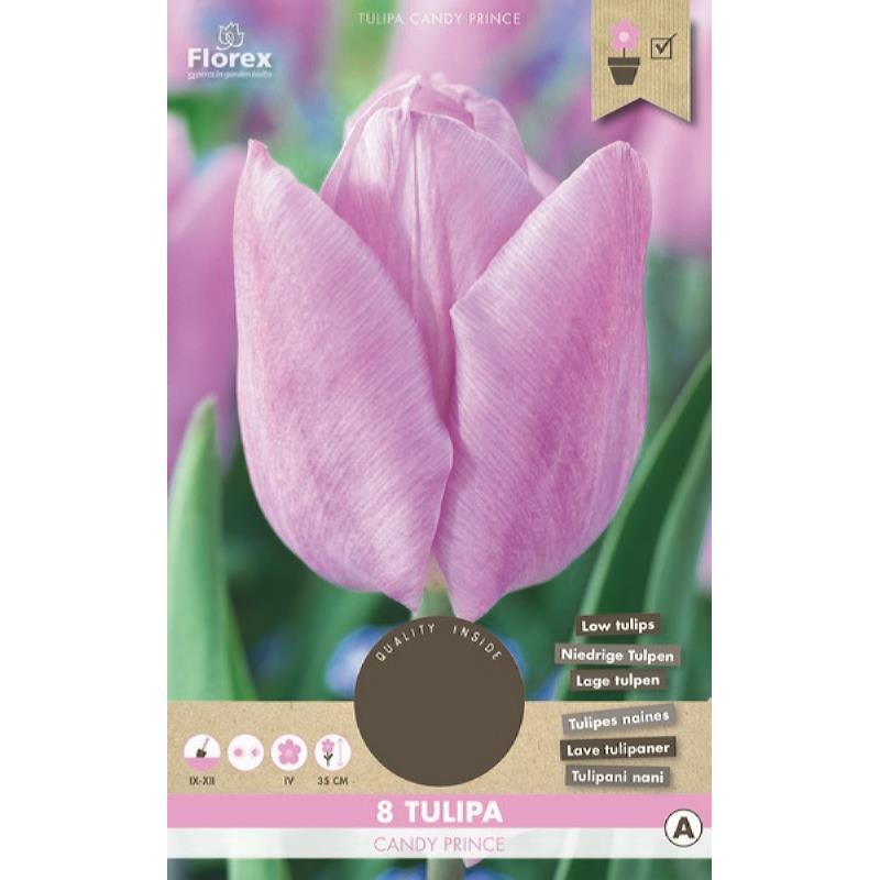 Tulp Candy Prince  11/12 8st.