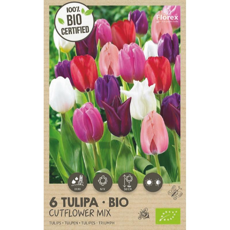 Bio Tulp Snijbloemen mengsel 11/12 6st
