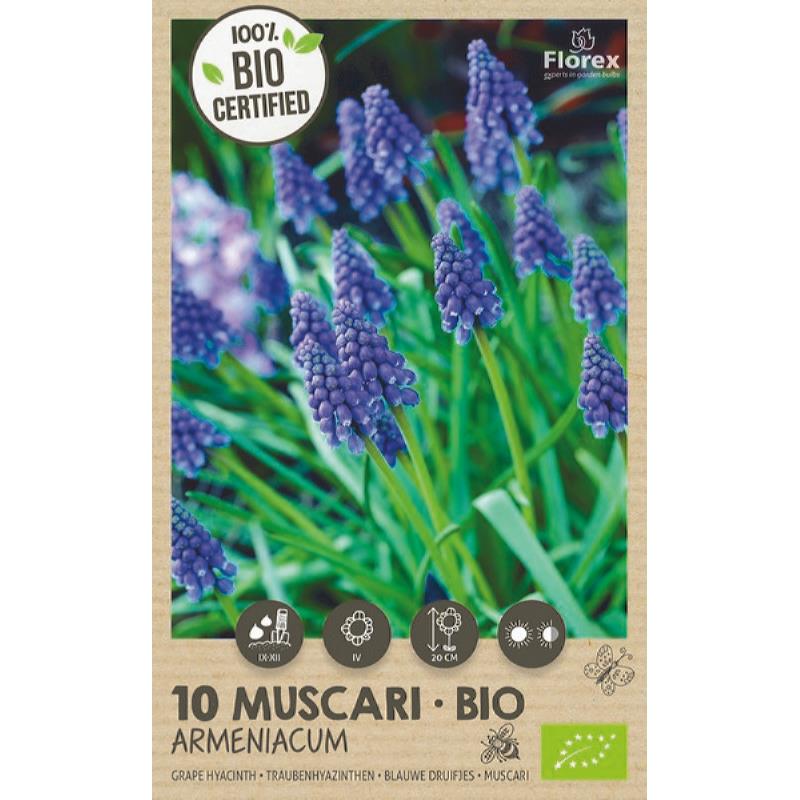 Bio Muscari Armeniacum 7/8 10st.