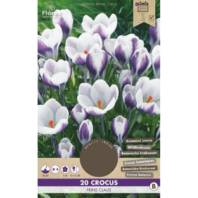 Crocus Botanical Prins Claus  5/7 20st.