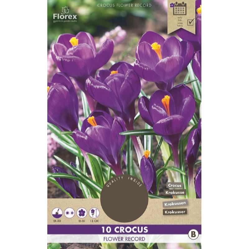 Crocus Flower Record 8/9 10pcs.