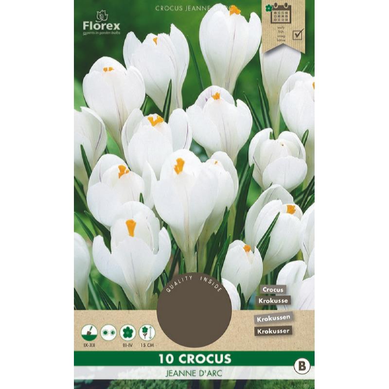 Crocus Jeanne D'Arc 8/9 10pcs.
