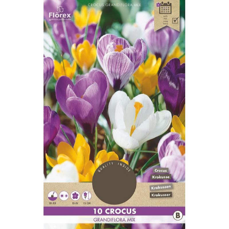 Crocus Grandiflora Mixed 8/9 10pcs.