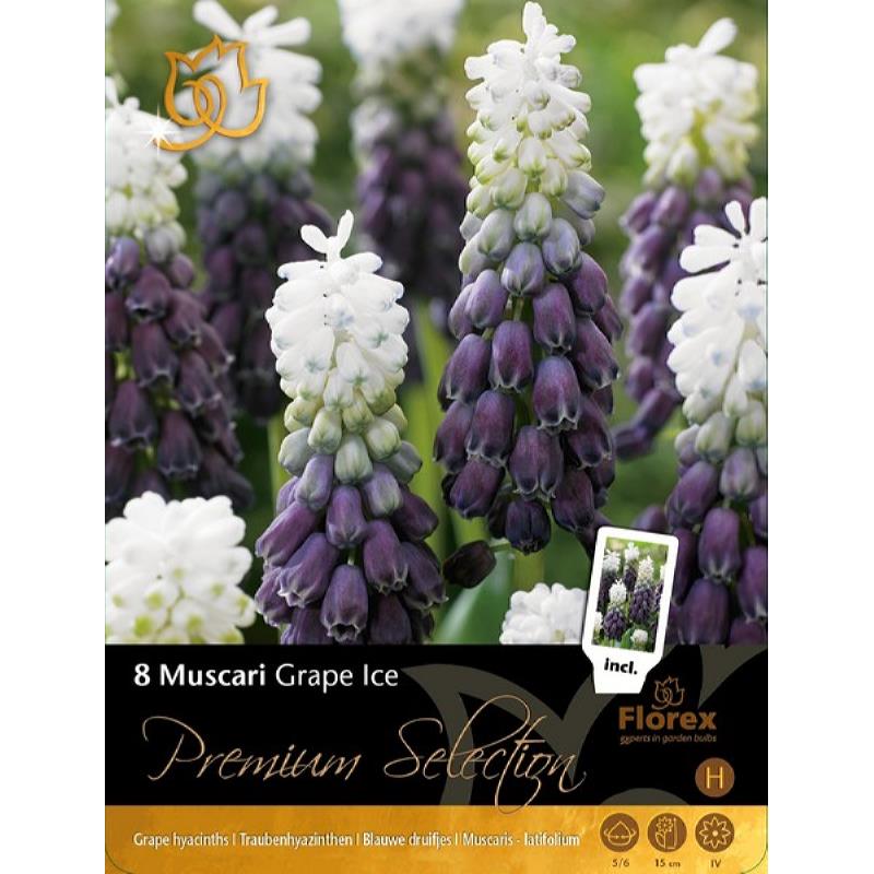 Unique Bulbs Muscari Grape Ice 8pcs.