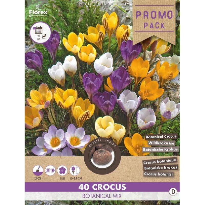 Salespackage Crocussen Botanical Gem. 5/+ 40pcs.