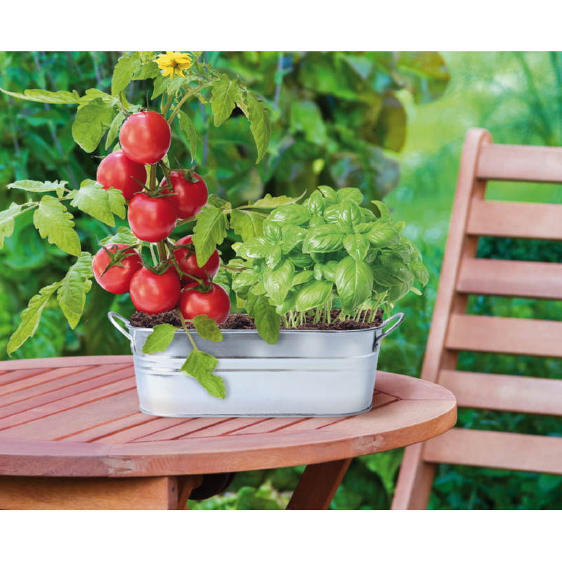 Buzzy® Windowsill Small Garden Italian Caprese Salad (6)