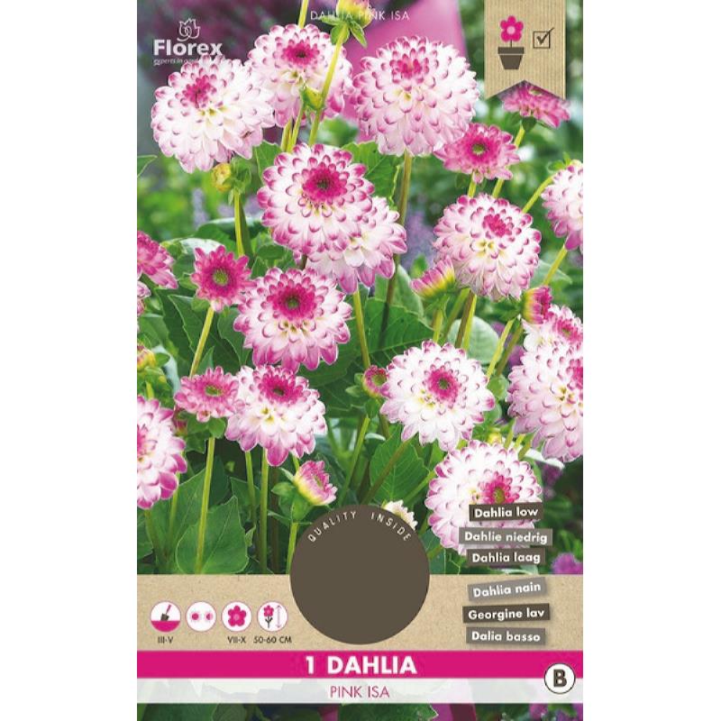 Dahlia Cactus Park Pink Isa 1pc.