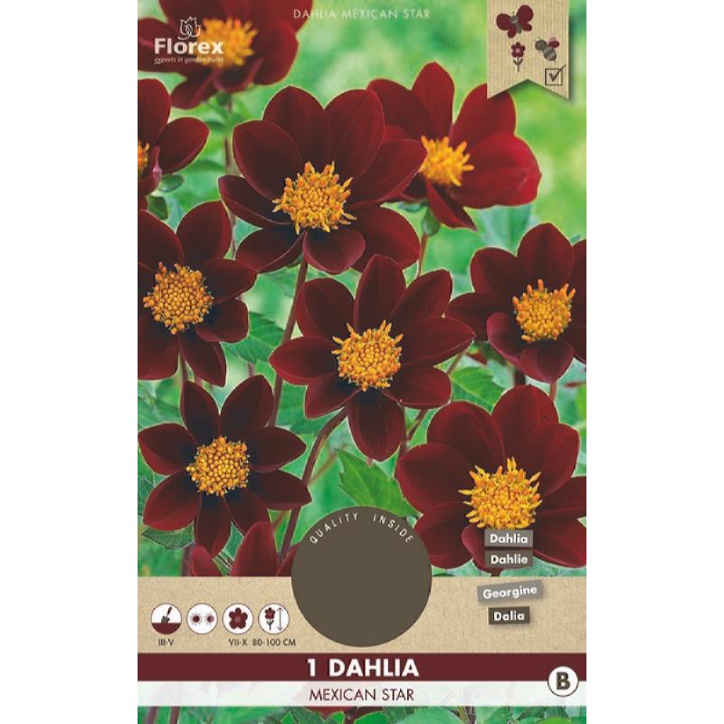 Dahlia Mignon Mexican Star 1pc.