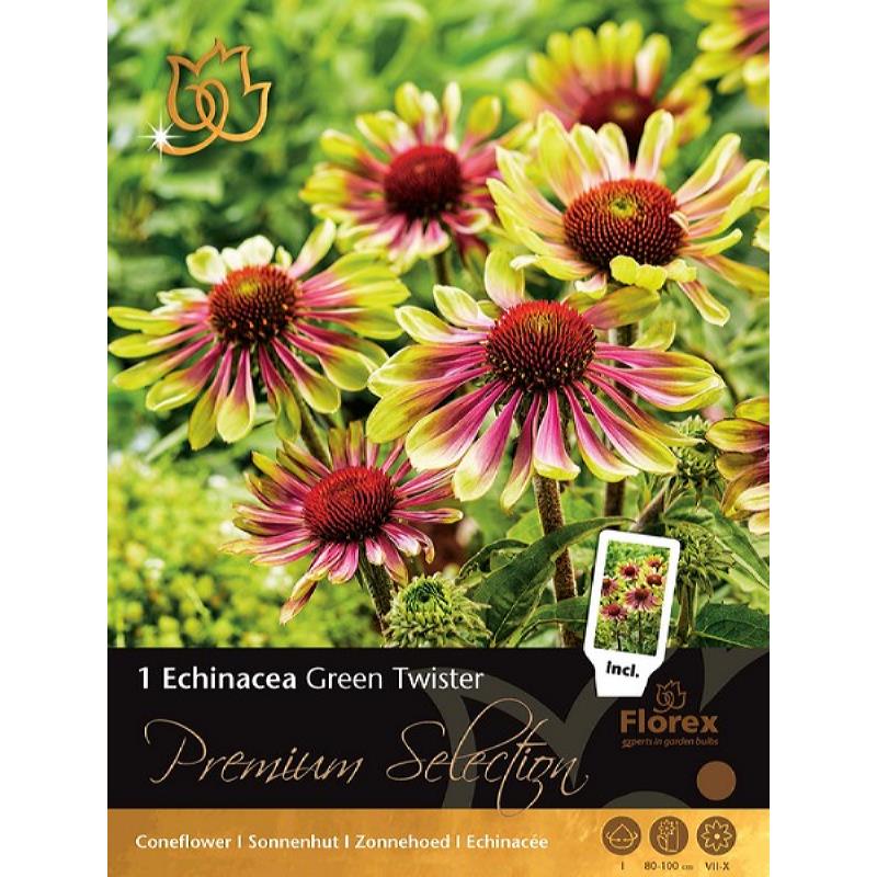 Premium Echinacea Green Twister 1st