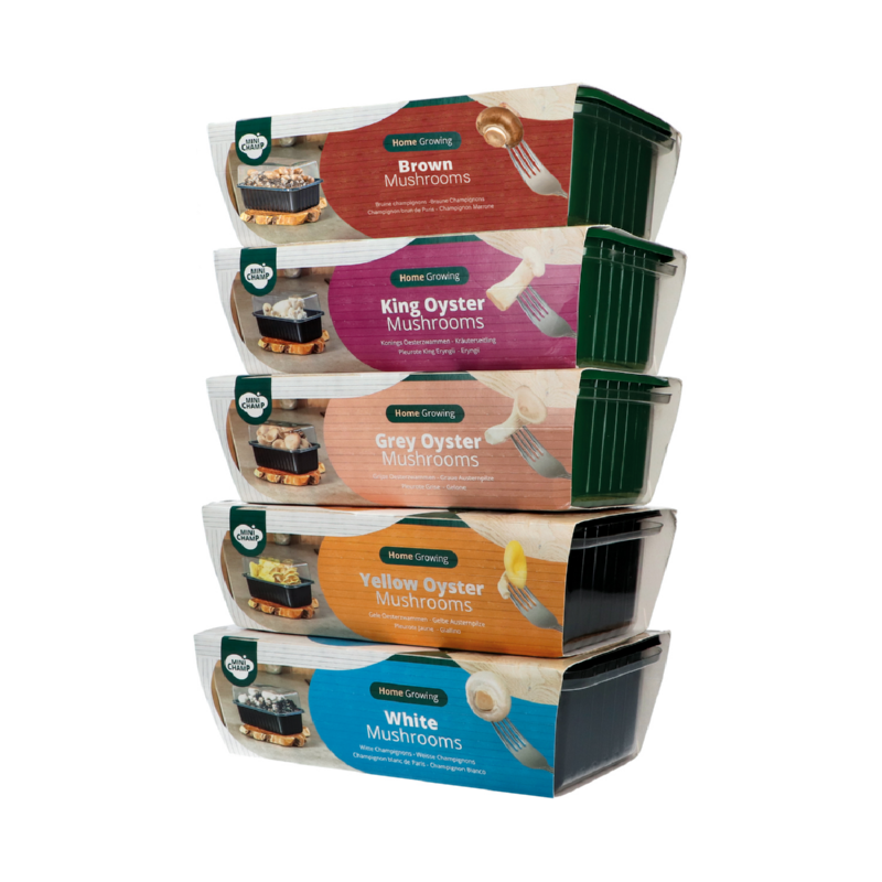 Mini Champ Home Growing Braun mushrooms