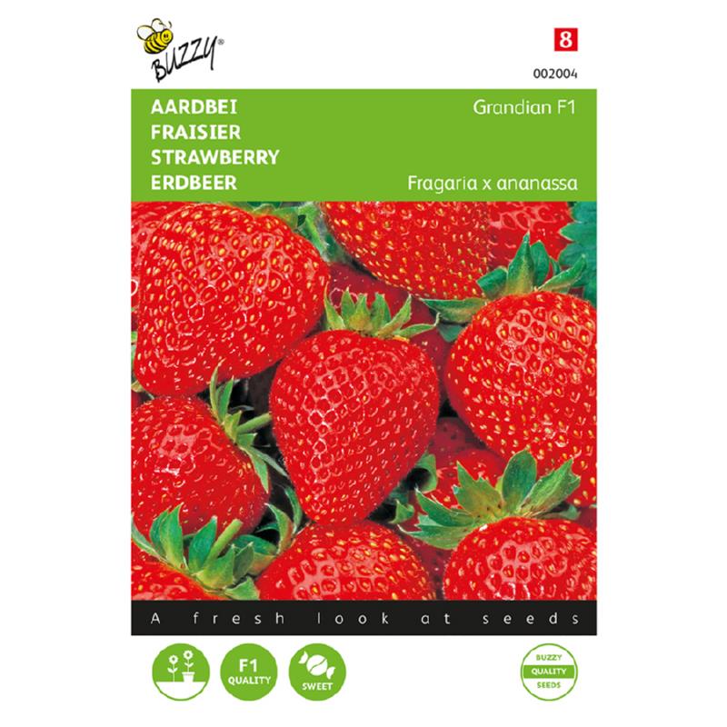 Buzzy® Strawberries Grandian Hybrid F1