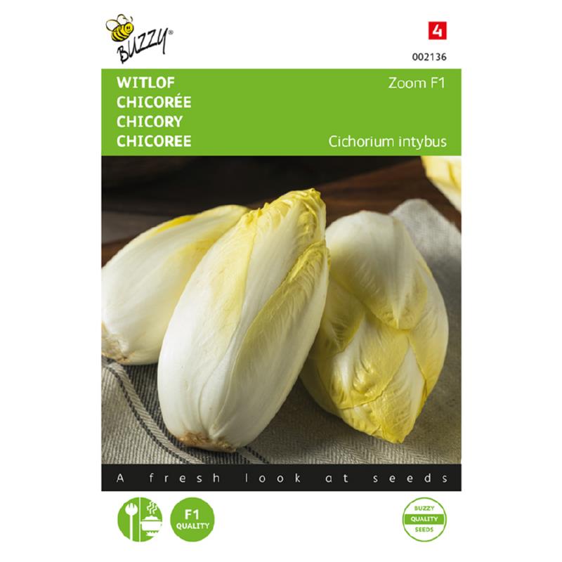 Buzzy® Chicory Brussels Zoom F1