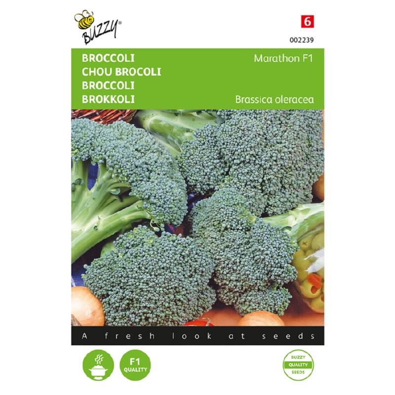 Buzzy® Broccoli Marathon F1 (wordt Spello F1)