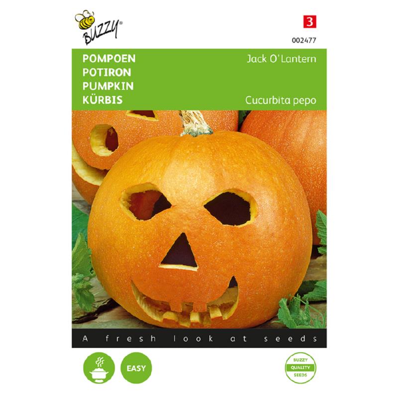 Buzzy® Pompoenen Jack O'Lantern (Cucub.Pepo)