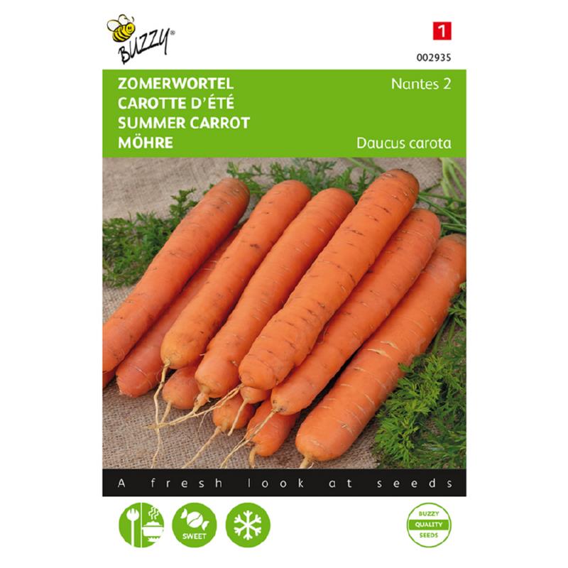 Buzzy® Summer carrot Nantes 2