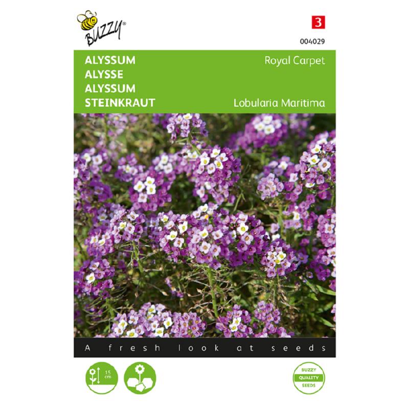 Buzzy® Alyssum Royal Carpet