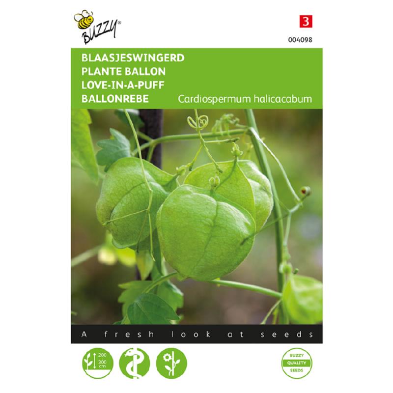 Buzzy® Cardiospermum, Blaasjeswingerd