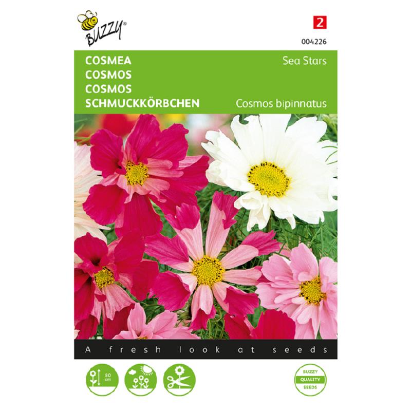 Buzzy® Cosmos, Cosmea Sea Stars gemengd