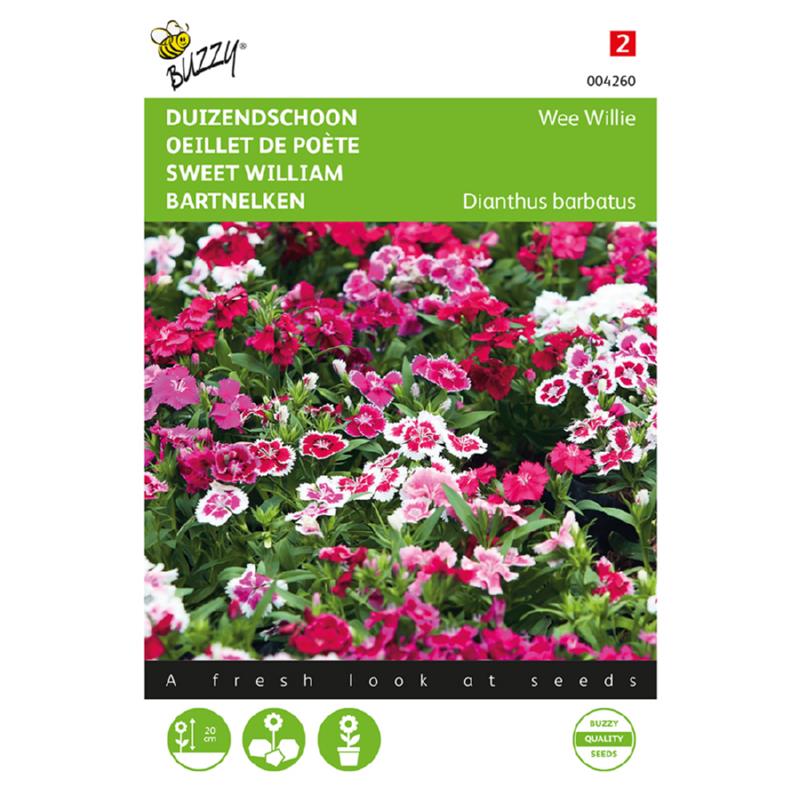Buzzy®  Sweet William Wee Willie, mixed