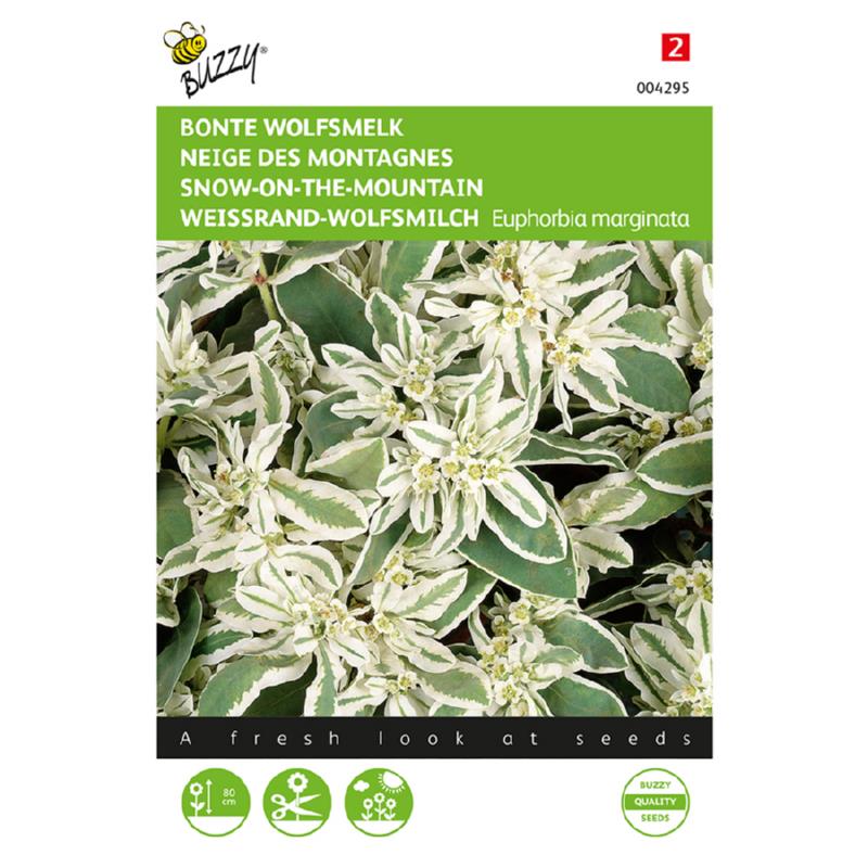 Buzzy® Snow-on-the-mountain