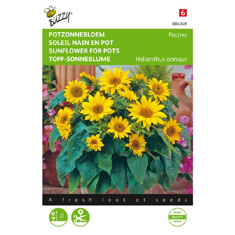 Buzzy® Dwarf sunflower for pots Pacino