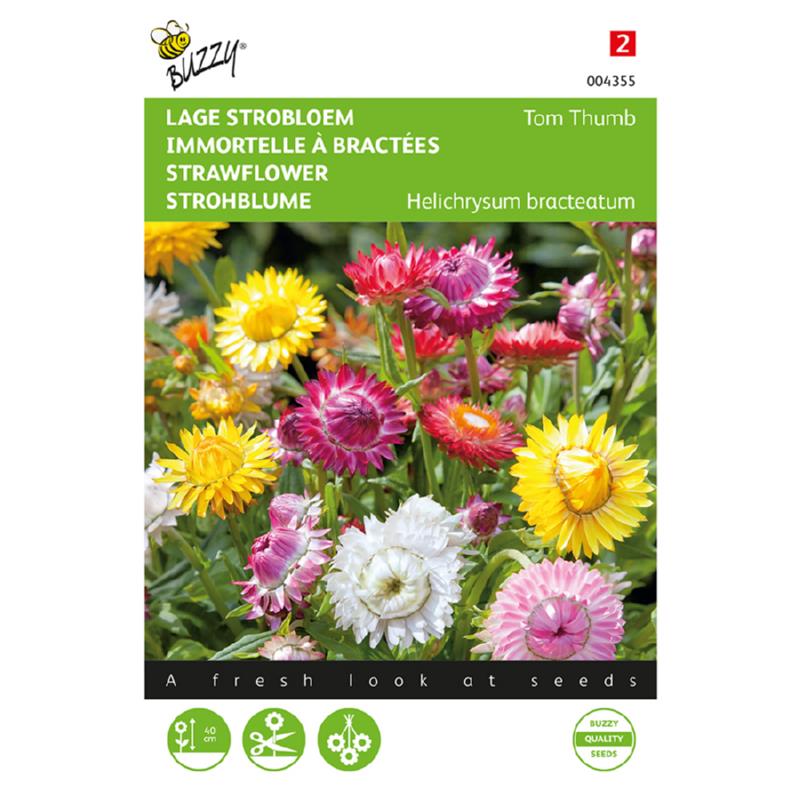 Buzzy® Helichrysum, lage Strobloem Tom Thumb