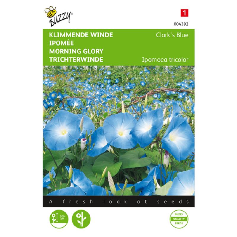 Buzzy® Morning glory Clark’s Blue