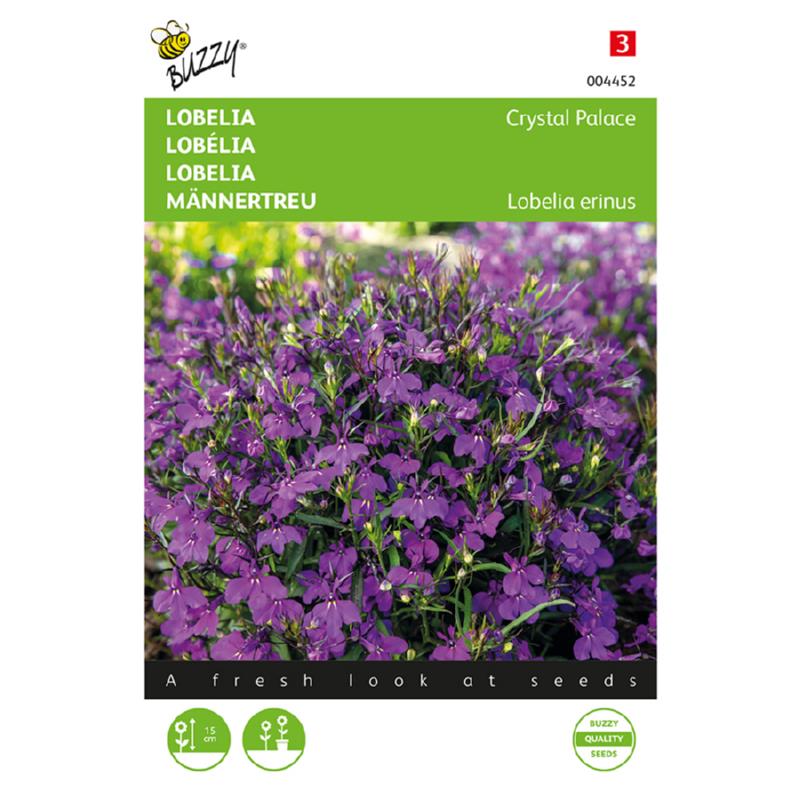 Buzzy® Lobelia Crystal Palace